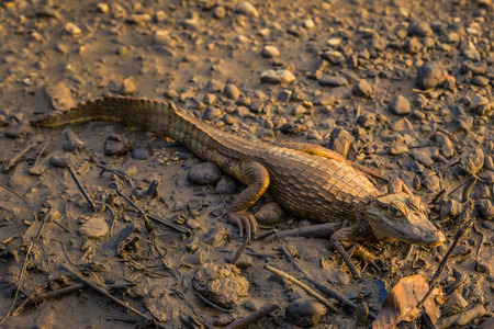 Manu National Park, Peru - August 07, 2017: Baby Cayman in the coast of the Amazon rainforest of Manu National Park, Peruのeditorial素材