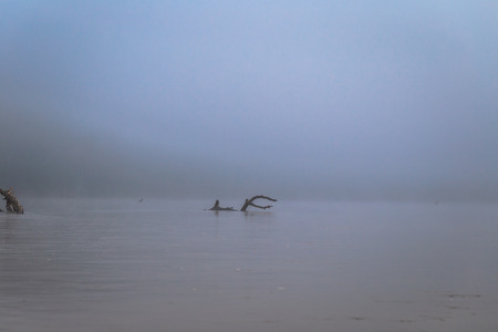 Dead branches among the fog in the Madre dde Dios river in Manu National Park, Peruの写真素材