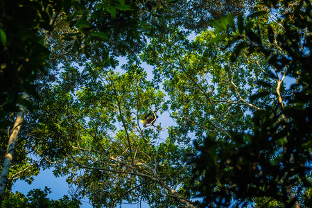 Manu National Park, Peru - August 07, 2017: Woolly monkey in the Amazon rainforest of Manu National Park, Peruのeditorial素材