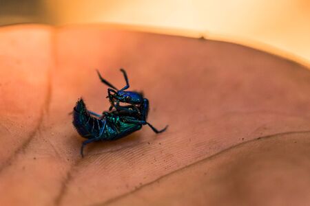 Manu National Park, Peru - August 08, 2017: Blue beetle in the Amazon rainforest of Manu National Park, Peruのeditorial素材