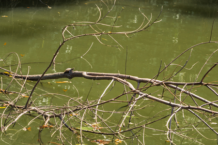 Manu National Park, Peru - August 08, 2017: Small turtle in the Amazon rainforest of Manu National Park, Peruのeditorial素材