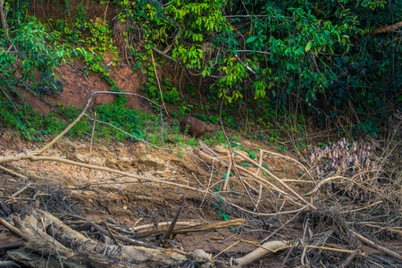 Manu National Park, Peru - August 08, 2017: Family of Capybara at the shores of the Amazon rainforest in Manu National Park, Peruのeditorial素材