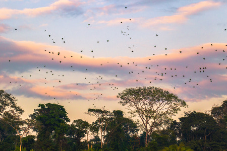 Manu National Park, Peru - August 09, 2017: Large group of green parrots in the Amazon rainforest of Manu National Park, Peruのeditorial素材