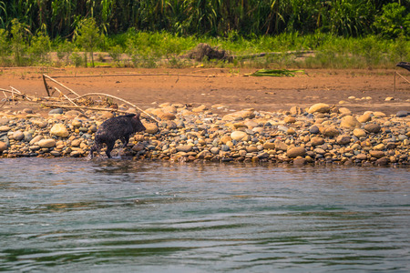 Manu National Park, Peru - August 09, 2017: Wild boar in the Amazon rainforest of Manu National Park, Peruのeditorial素材