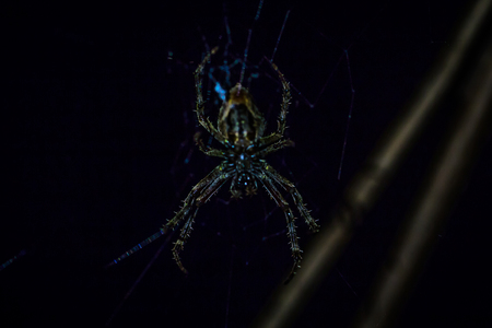 Manu National Park, Peru - August 10, 2017: Wild spider in the Amazon rainforest of Manu National Park, Peruのeditorial素材