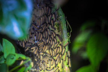 Manu National Park, Peru - August 10, 2017: Group of caterpillars in the Amazon rainforest of Manu National Park, Peruのeditorial素材