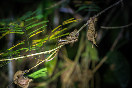 Manu National Park, Peru - August 10, 2017: Small poisonous snake in the Amazon rainforest of Manu National Park, Peruのeditorial素材