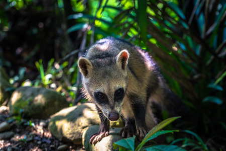 Manu National Park, Peru - August 11, 2017: Small rodent in the Amazon rainforest of Manu National...