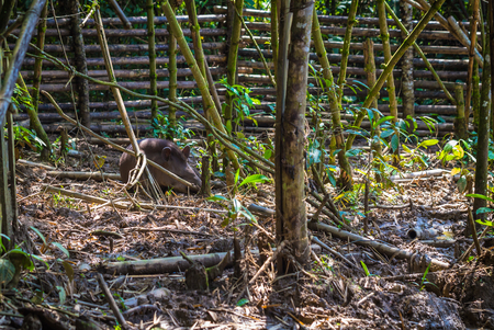 Manu National Park, Peru - August 11, 2017: Tapir in captivity in a recovery center on the Amazon rainforest of Manu National Park, Peruのeditorial素材