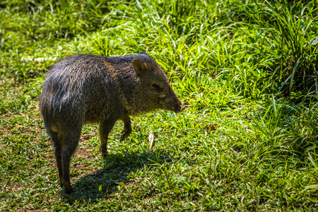 Wildboar in the Amazon rainforest of Manu National Park, Peruの写真素材