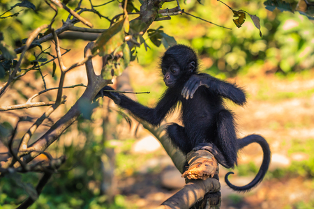 Manu National Park, Peru - August 11, 2017: Baby Spider Monkey in the Amazon rainforest of Manu National Park, Peruのeditorial素材
