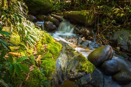 Manu National Park, Peru - August 11, 2017: Landscape of the Amazon rainforest of Manu National Park, Peruのeditorial素材