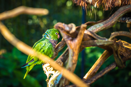 Foz Do Iguazu - June 23, 2017: Green parrot in bird park in Foz Do Iguazu, Brazilのeditorial素材