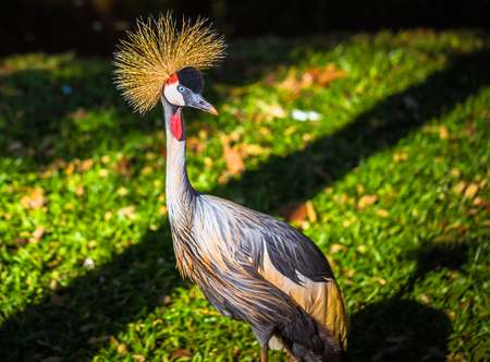 Foz Do Iguazu - Exotic bird in Bird park in Foz Do Iguazu, Brazilの写真素材