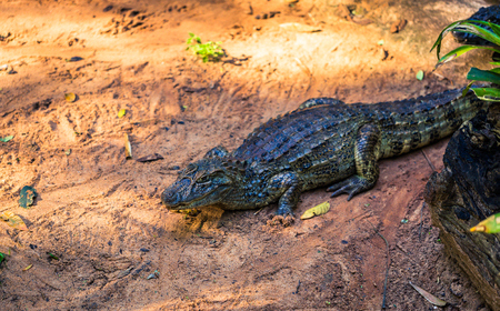 Cayman crocodile in Bird park in Foz Do Iguazu, Brazilの写真素材