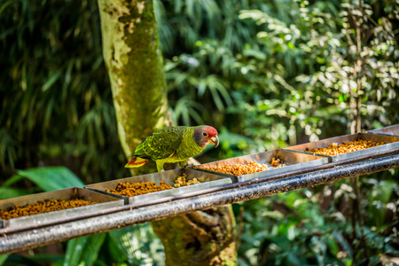 Green parrot in Bird park in Foz Do Iguazu, Brazilの写真素材