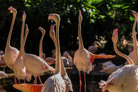 Foz Do Iguazu - June 23, 2017: Chilean Flamingos in Bird park in Foz Do Iguazu, Brazilのeditorial素材