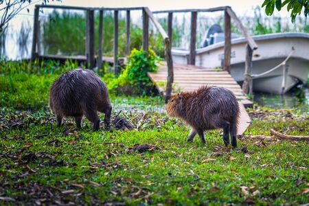 Colonia Carlos Pellegrini - June 28, 2017: Capybaras at the Provincial Ibera park at Colonia Carlos...