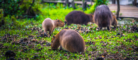 Colonia Carlos Pellegrini - June 28, 2017: Capybaras at the Provincial Ibera park at Colonia Carlos Pellegrini, Argentinaの写真素材