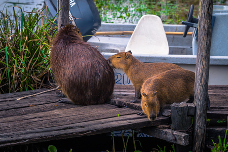 Colonia Carlos Pellegrini - June 28, 2017: Capybaras at the Provincial Ibera park at Colonia Carlos Pellegrini, Argentinaのeditorial素材