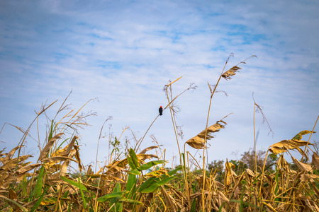Colonia Carlos Pellegrini - Wild birds at the Provincial Ibera park at Colonia Carlos Pellegrini, Argentinaの写真素材