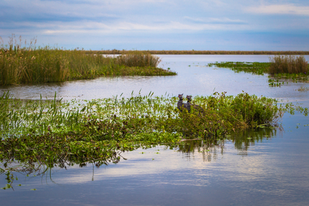 Colonia Carlos Pellegrini - June 28, 2017: Wild birds at the Provincial Ibera park at Colonia Carlos Pellegrini, Argentinaの写真素材