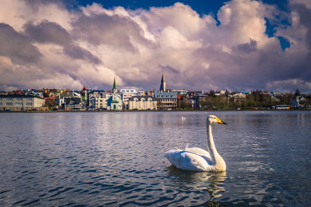 Reykjavik - May 02, 2018: White Swan in Tjornin Lake in Reykjavik, Icelandのeditorial素材