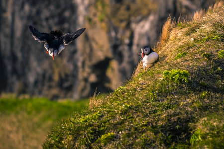 Dyrholaey - May 04, 2018: Wild Puffins in Dyrholaey, Icelandの写真素材