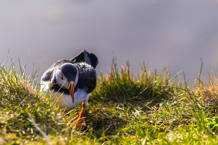 Dyrholaey - May 04, 2018: Wild Puffin bird in Dyrholaey, Icelandの写真素材