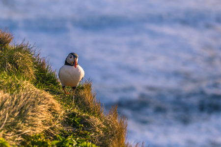 Wild Puffin bird in Dyrholaey, Icelandの写真素材