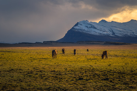 Icelandic horses in the wilderness of Icelandの写真素材