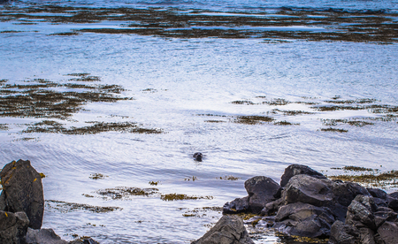Seals in the wilderness of Iceland