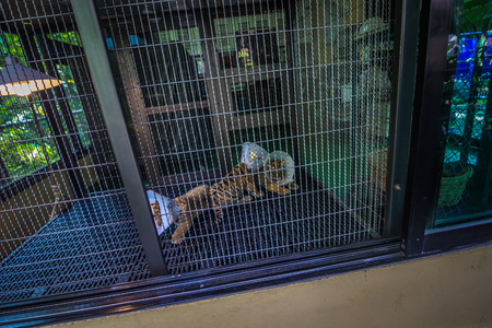 Mae RIm - October 18, 2014: Tiger cubs in the Tiger Kingdom sanctuary in Mae Rim, Thailandのeditorial素材