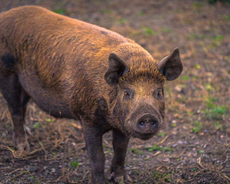 Adult pig on a farm in the Swedish Archipelago, Swedenの写真素材