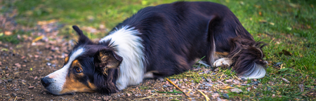 Guard dog on a farm in the Swedish Archipelago, Swedenの写真素材