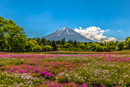 Motosu - May 24, 2019: Mount Fuji seen from the Shiba-Sakura festival, Japanのeditorial素材