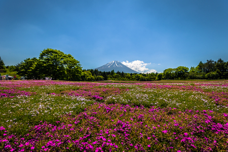 Motosu - May 24, 2019: Mount Fuji seen from the Shiba-Sakura festival, Japanのeditorial素材