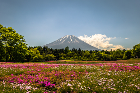 Motosu - May 24, 2019: Mount Fuji seen from the Shiba-Sakura festival, Japanのeditorial素材