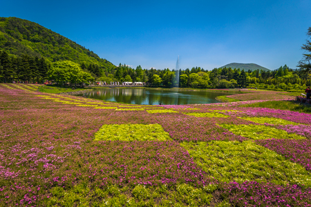 Motosu - May 24, 2019: Flower fields of Shiba-Sakura festival, Japanのeditorial素材