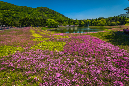 Motosu - May 24, 2019: Flower fields of Shiba-Sakura festival, Japanのeditorial素材