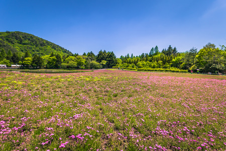 Motosu - May 24, 2019: Flower fields of Shiba-Sakura festival, Japanのeditorial素材