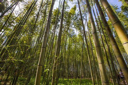 Kyoto - May 30, 2019: Bamboo forest of Kameyama Park in Kyoto, Japanのeditorial素材