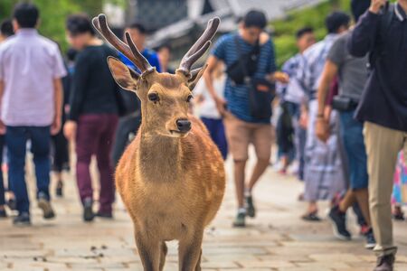 Nara - May 31, 2019: Deer with tourists in Nara deer park, Nara, Japanのeditorial素材