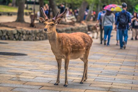 Nara - May 31, 2019: Deer in Nara deer park, Nara, Japanのeditorial素材