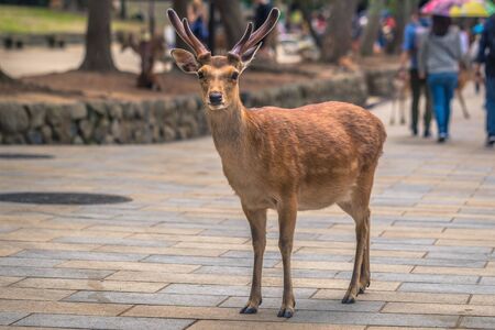 Nara - May 31, 2019: Deer in Nara deer park, Nara, Japanのeditorial素材
