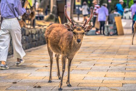 Nara - May 31, 2019: Deer in Nara deer park, Nara, Japanのeditorial素材