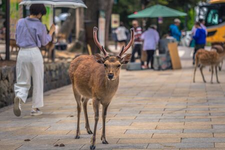 Nara - May 31, 2019: Deer in Nara deer park, Nara, Japanのeditorial素材