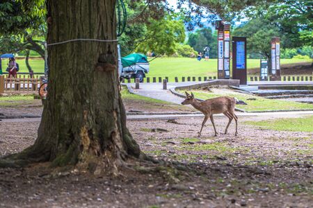 Nara - May 31, 2019: Deer in Nara deer park, Nara, Japanのeditorial素材