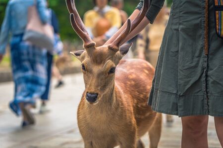Nara - May 31, 2019: Deer with tourists in Nara deer park, Nara, Japanのeditorial素材