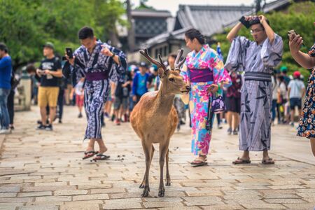 Nara - May 31, 2019: Deer with tourists in Nara deer park, Nara, Japanのeditorial素材